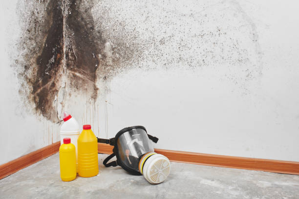 Best Bathroom Mold Remediation in Mapleton, MN