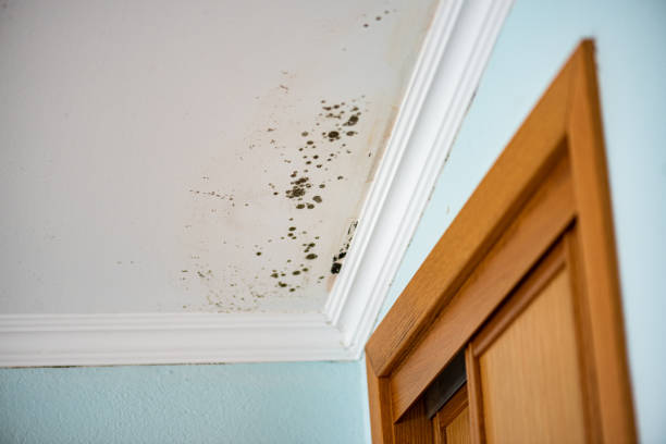 Best Attic Mold Remediation in Mapleton, MN
