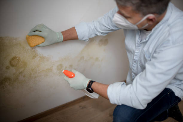 Best Commercial Mold Remediation in Mapleton, MN