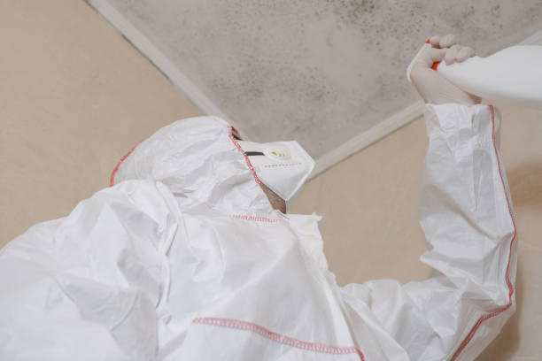 Best Mold Remediation for Schools in Mapleton, MN