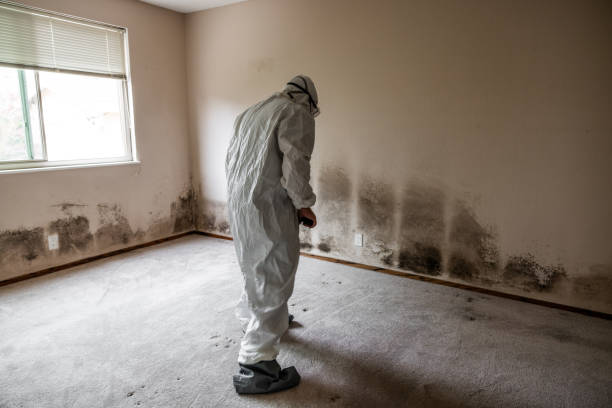 Best Attic Mold Remediation in Mapleton, MN