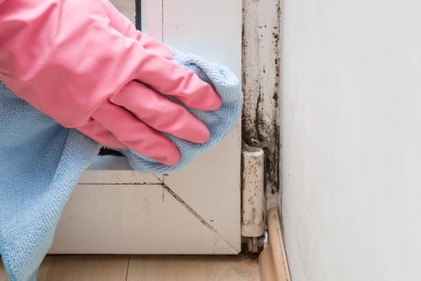 Best DIY Mold Remediation Support Services in Mapleton, MN